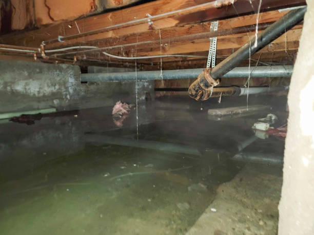 Best Flood restoration services  in Rainbow Springs, FL