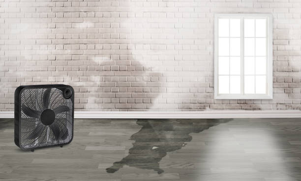 Best Water damage restoration near me  in Rainbow Springs, FL