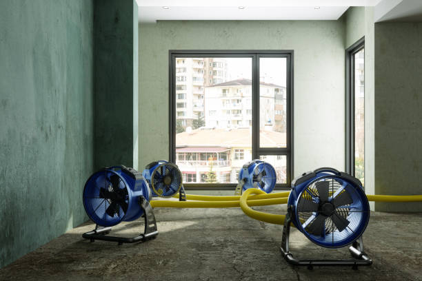 Best Water damage repair service  in Rainbow Springs, FL